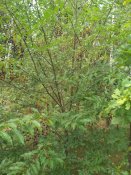 IMG_20200828_153327.jpg