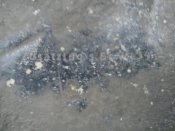 DSC00646.jpg