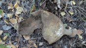 DSC06772.JPG
