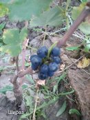 IMG_20200912_183920.jpg
