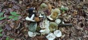 IMG_20200916_162618.jpg
