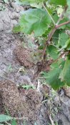 IMG_20200917_094821.jpg