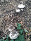IMG_20200927_094334.jpg