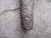 IMG_20201004_070854.jpg