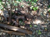 IMG_20201004_135633.jpg