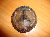 DSC08249.JPG