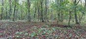 IMG_20201018_105224.jpg