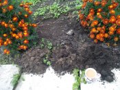 IMG_20201024_085537.jpg