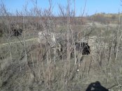 IMG_20130317_091204.jpg