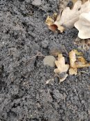 IMG_20201026_104335.jpg