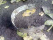 IMG_20201101_100548.jpg