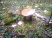 IMG_20201101_125005.jpg