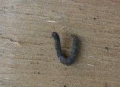 IMG_20201106_155224.jpg
