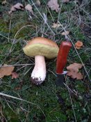 IMG_20201107_162046.jpg