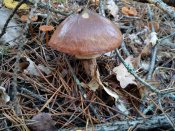 IMG_20201107_135609.jpg