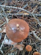 IMG_20201107_135603.jpg