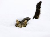mota_ru_2101719-preview.jpg