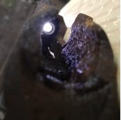 Обрез винтовки Мосина