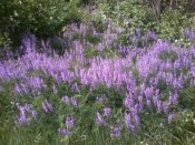 2013-05-19 11.37.59.jpg