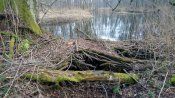 DSC_0524.JPG