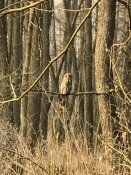 IMG_20200329_090346_809.jpg