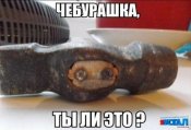 чебурашка.jpg