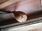 IMG_20201125_080336.jpg