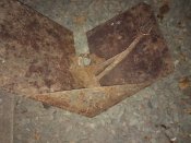 IMG_20201126_070229.jpg
