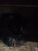 IMG_20201126_191404.jpg