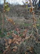 IMG_20201129_144411.jpg