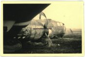 Greif15.jpg