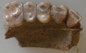 DSC02550.JPG