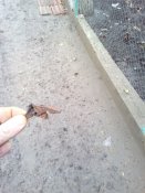 УСМ
