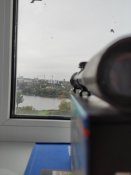 Приціл DIALYTAN 4x