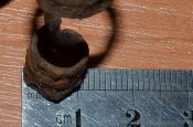Звенья ленты Шкас 7,62 х 54