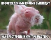 кролик.jpg