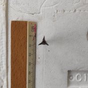 IMG_20210125_112753_428.jpg