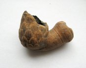 Люлька козацька = Люлька казацкая