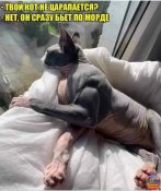 изображение_viber_2021-02-04_09-30-42.jpg