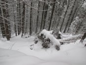 IMG_7366.JPG