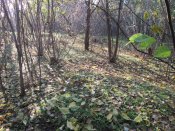 IMG_6515.JPG