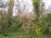 IMG_6563.JPG