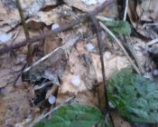 IMG0396A.jpg