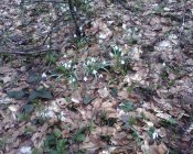 IMG0387A.jpg