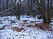 IMG_1.JPG