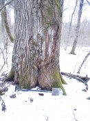 IMG_20210228_120349_1.jpg