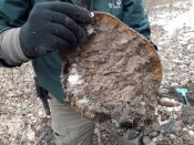 Немецкая каска  М 40  (зимний  окрас) за 1 грн.