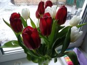 IMG_20210308_072644.jpg