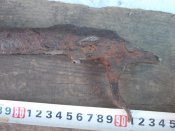 ММГ Мосинка