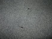 DSC01298.JPG
